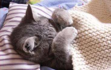 cat-bed